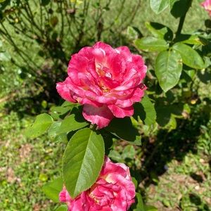 Meet your Posher, Sharon